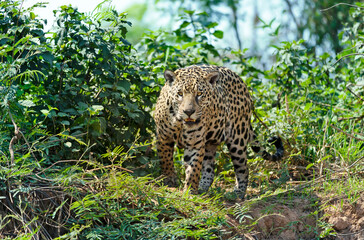 Close up of a Jaguar in a jungle