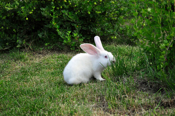 Portrait of brown hare with clear blurred green background.