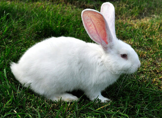 Portrait of brown hare with clear blurred green background.