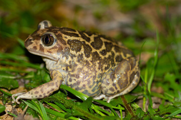 Iberian spadefoot toad ( Pelobates cultripes) in Donana National Park, Huelva (Spain).