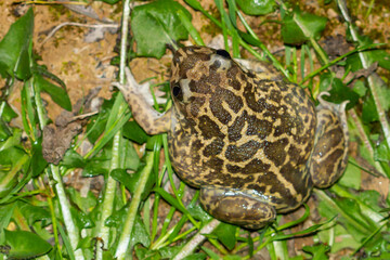 Pelobates cultripes, green and yellowish toad on the grass