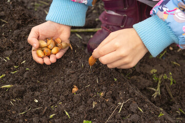Children's hands plant small bulbs in the ground. Selective focus.