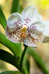 Close up view of a exotic gold white spot vanda orchid flower plant in bloom