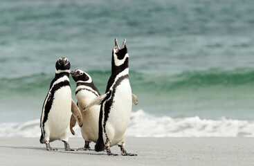 Fototapeta na wymiar Interesting behavior of Magellanic penguins on a sandy beach
