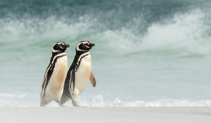 Close up of Magellanic penguins walking on a sandy beach