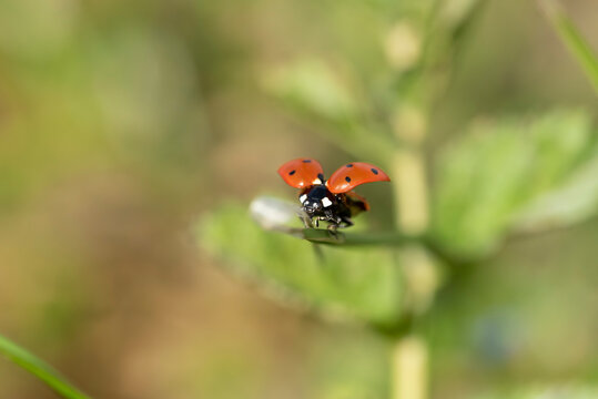 Coccinella in campagna