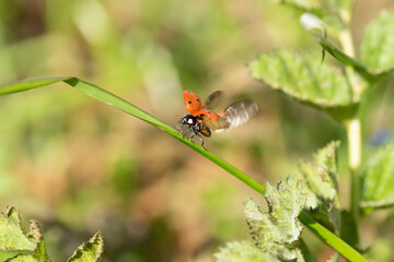 Coccinella in campagna