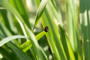 Coccinella in campagna