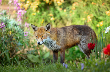 Close up of a red fox against colorful background in spring