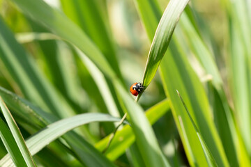 Coccinella in campagna