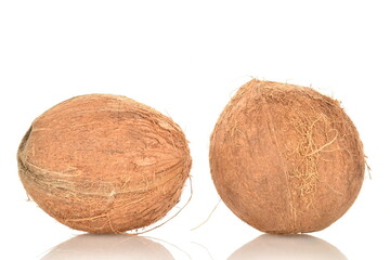 Two ripe organic coconuts, close-up, isolated on white.