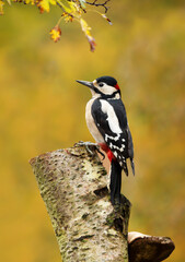 Obraz premium Great spotted woodpecker perched on a mossy birch tree