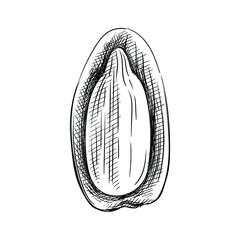 Hand drawn sketch of whole sunflower seed in the shell in on a white background. Sunflower seed. Sunflower. 