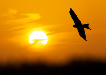 Silhouette of a red kite in flight at sunset
