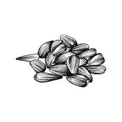 Hand drawn sketch of a handful of sunflower seeds on a white background. Sunflower seed. Sunflower. 