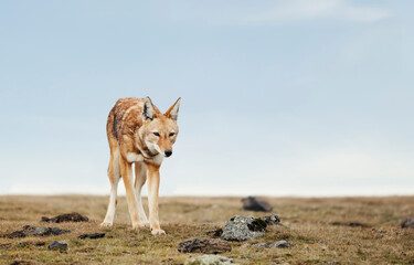 Rare and endangered Ethiopian wolf in the highlands of Bale mountains, Ethiopia