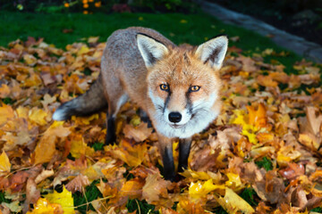 Red fox standing in autumn leaves