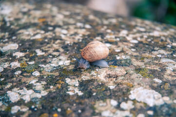 snail on the stone