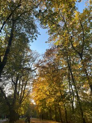 Fototapeta premium autumn in the park