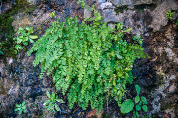 green moss on the stone