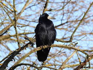 animal bird called a rook from the raven family from the valley of the Biała river in the city of Białystok in Podlasie in Poland