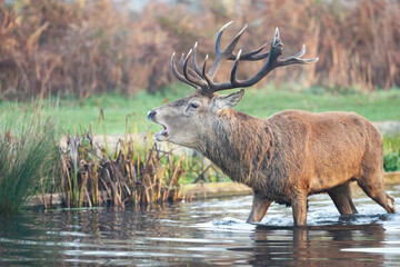 Red deer stag standing in water and calling during rutting season