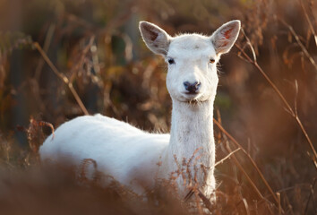 Portrait of a white Fallow deer standing in tall grass in autumn