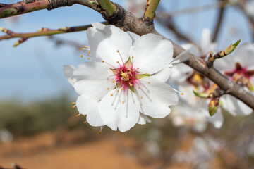 Flores blancas, flor de almendro en febrero en el campo