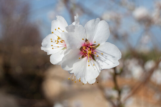 Flores blancas, flor de almendro en febrero en el campo