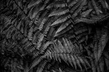 Fern leaves background. Leaves of a bush. Free space. Wild vegetation in nature for nature theme background design. Deciduous plant in nature. Green background