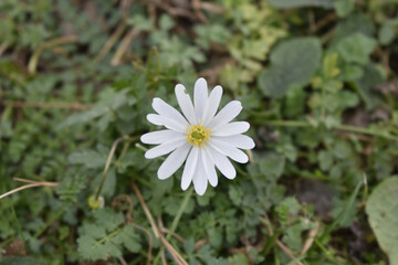 Selective focus shot of white anemone flower