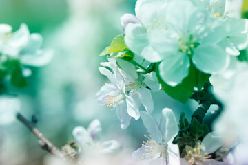 background with spring apple blossom. Blossoming branch in springtime