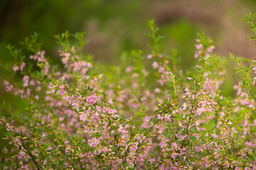 Blooming garden spring flowers. Blooming camel thorn in spring. Medicinal plant, pink flowers. Delicate floral landscape with blurry background and copy space.