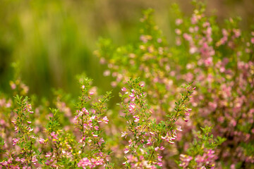 Blooming garden spring flowers. Blooming camel thorn in spring. Medicinal plant, pink flowers. Delicate floral landscape with blurry background and copy space.