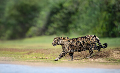 Close up of a Jaguar walking on a river bank