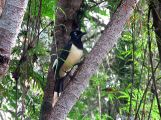Magpie Urraca yellow and black bird