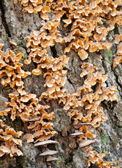 624-32 Shelf Fungi