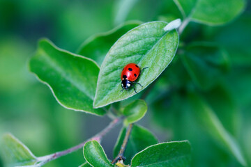 Ladybug on green leaf and green background