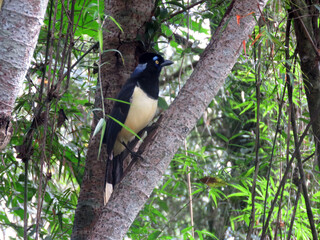 Magpie Urraca yellow and black bird