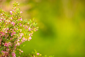 Fototapeta premium Blooming garden spring flowers. Blooming camel thorn in spring. Medicinal plant, pink flowers. Delicate floral landscape with blurry background and copy space.