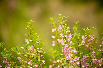 Blooming garden spring flowers. Blooming camel thorn in spring. Medicinal plant, pink flowers. Delicate floral landscape with blurry background and copy space.