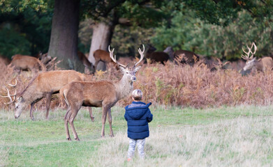 A young child watching at red deer in a park