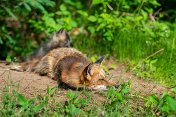 Naklejka na ściany i meble Red Fox (Vulpes vulpes) Snoozes Outside Den Kit in Background Summer