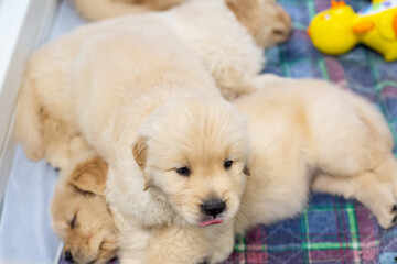 Golden Retriever Puppies