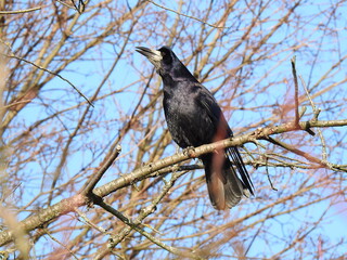 animal bird called a rook from the raven family from the valley of the Biała river in the city of Białystok in Podlasie in Poland