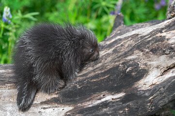 Porcupette (Erethizon dorsatum) Alone in Profile on Log Summer