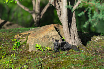 Cross Fox Kit (Vulpes vulpes) Lies at Base of Rock and Tree Summer