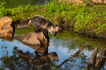 Adult Cross Fox (Vulpes vulpes) Balances On Rock Looking Out Over Water Summer