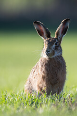 European Brown Hare portrait
