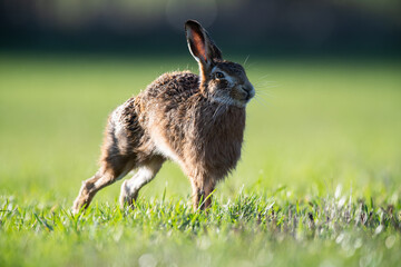 European Brown Hare Stretching